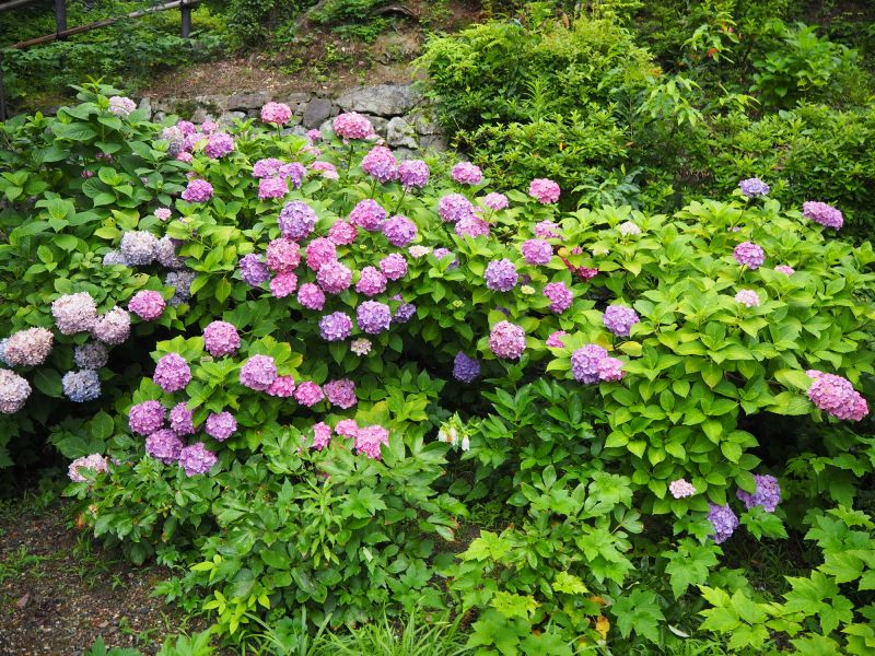 Hydrangea Planting
