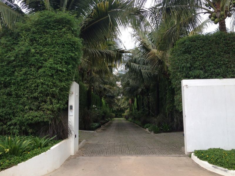 Tree-Lined Driveway