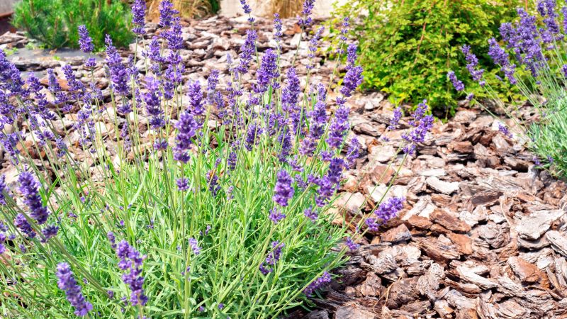 Pine Bark Landscaping