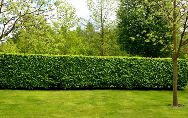 Hedge Planting in Cleveland