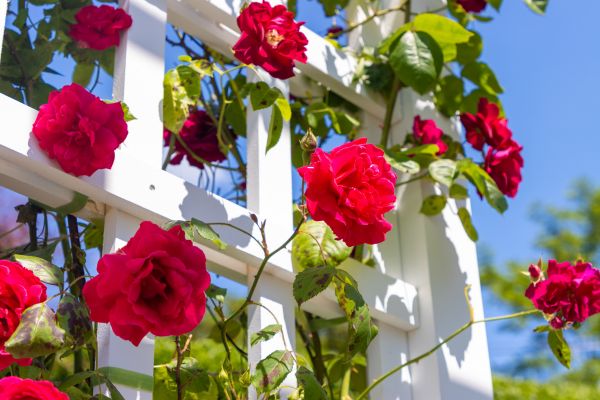 Home Gardening Service in Cleveland