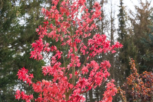 Japanese Maple Planting in Cleveland