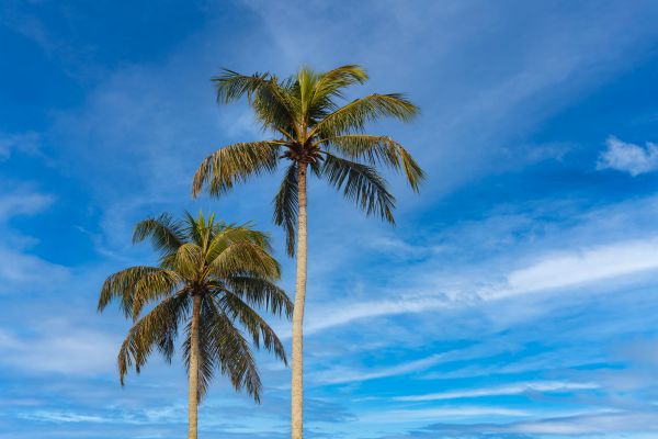Palm Tree Planting in Cleveland