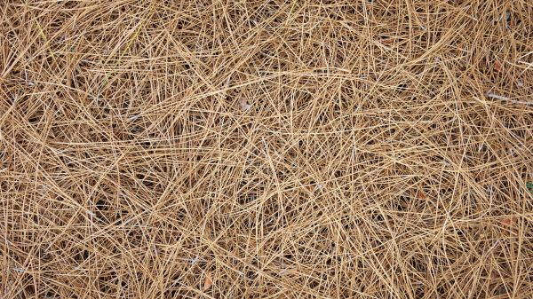 Pine Needles Delivery in Cleveland