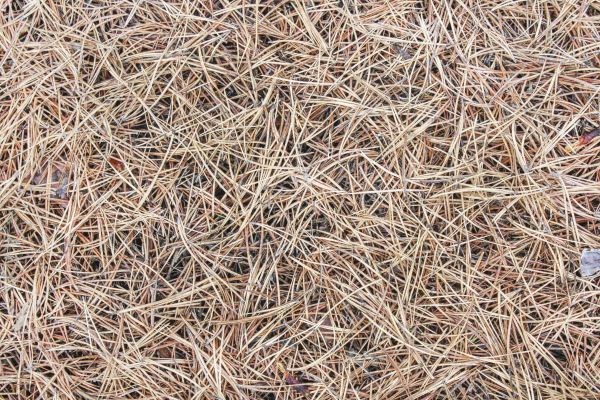Pine Straw Installation in Cleveland