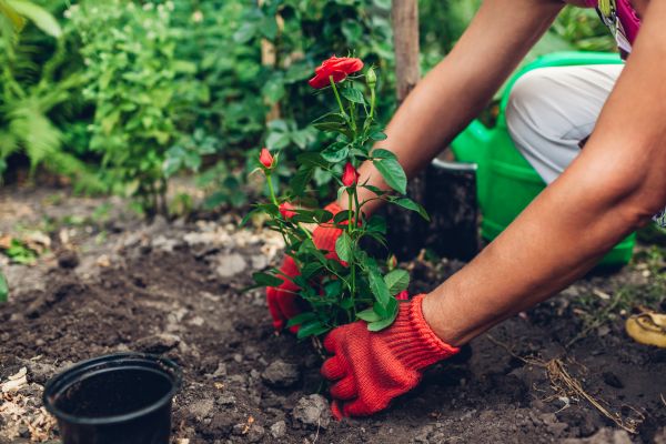 Planting Service in Cleveland