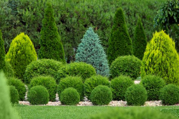 Shrub Replacement in Cleveland