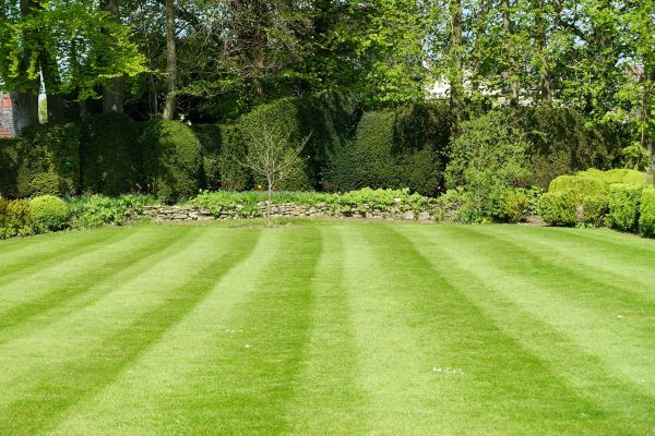 Lawn Renovation in Cleveland