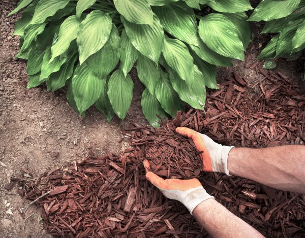 Shredded Mulch Service in Cleveland