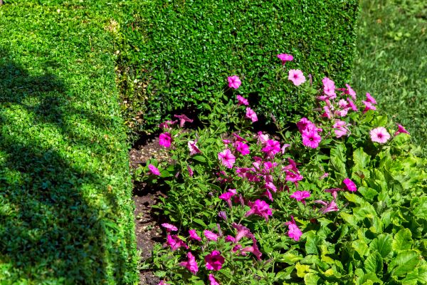 Softscaping Service in Cleveland