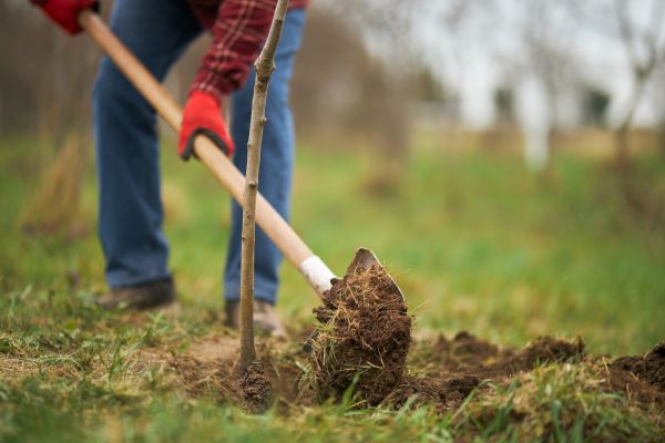 Tree Replacement in Cleveland