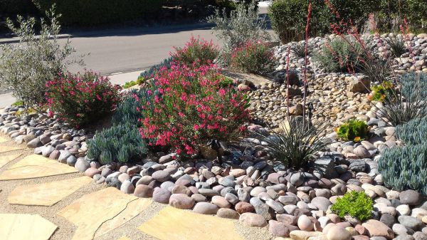 Xeriscape Landscaping in Cleveland