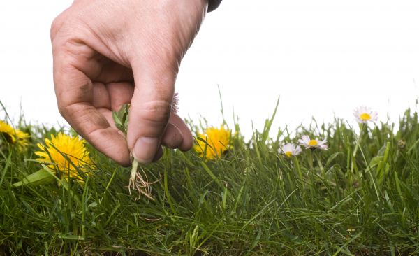 Lawn Weeding in Cleveland