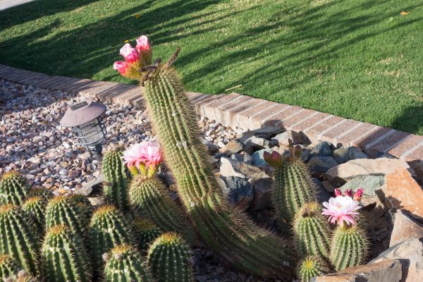 Desert Landscaping in Cleveland