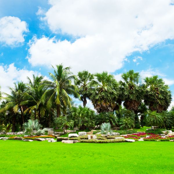 Tropical Landscaping in Cleveland