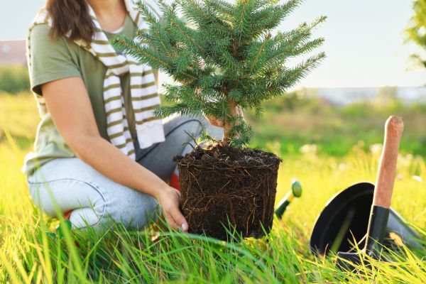 Spruce Tree Planting in Cleveland