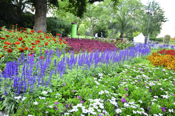 Perennials Planting in Cleveland