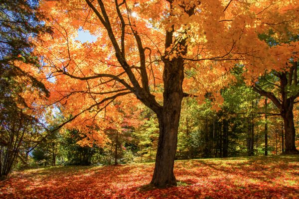 Maple Tree Planting in Cleveland
