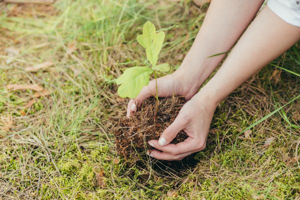 Oak Tree Planting in Cleveland
