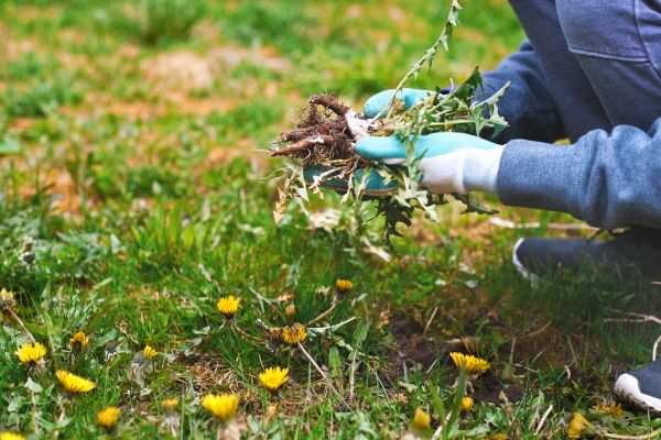 Flower Bed Clearing in Cleveland