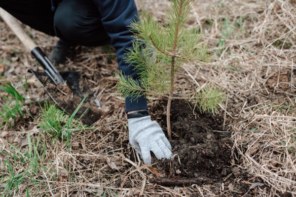 Pine Tree Planting in Cleveland