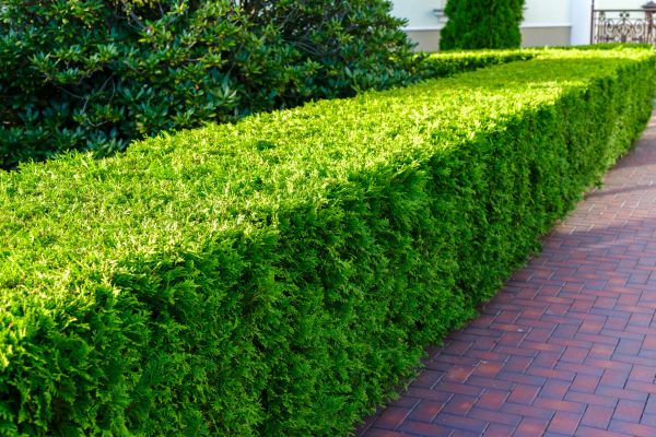 Hedge Installation in Cleveland