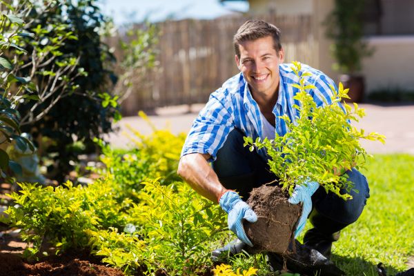 Shrub Landscaping in Cleveland
