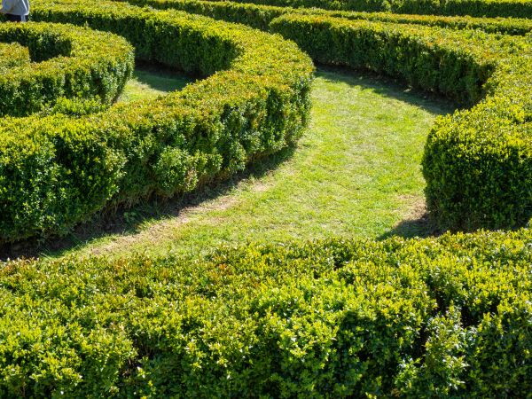 Bush Landscaping in Cleveland
