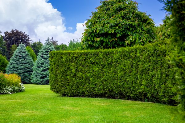Hedge Landscaping in Cleveland