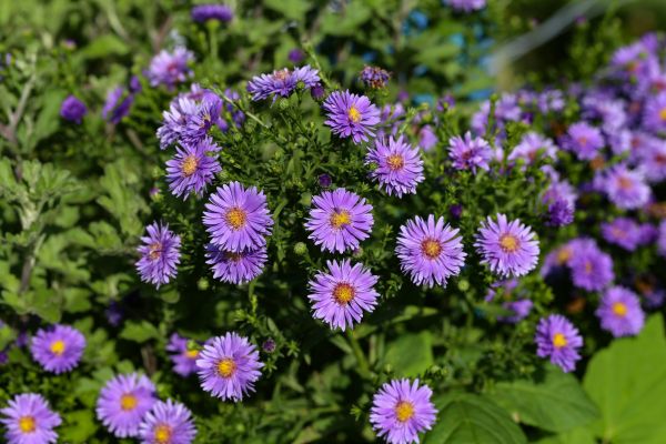Perennial Flower Planting in Cleveland