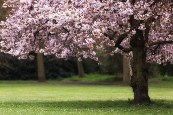 Cherry Tree Planting in Cleveland
