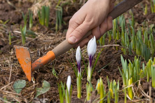 Flower Garden Weeding in Cleveland