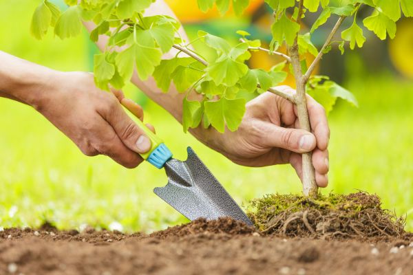 Fruit Tree Planting in Cleveland