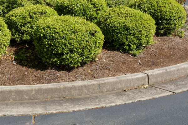 Pine Mulch Installation in Cleveland