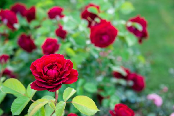 Rose Planting in Cleveland