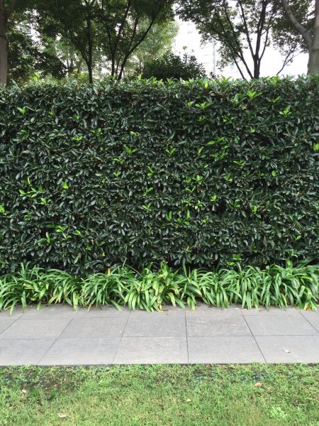 Privacy Shrub Planting in Cleveland