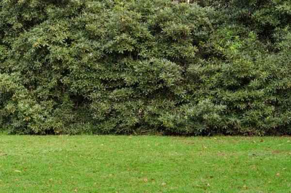 Privacy Hedge Planting in Cleveland