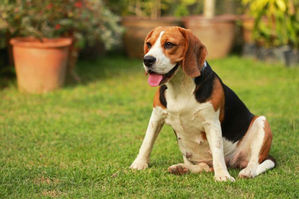 Dog Friendly Landscaping in Cleveland