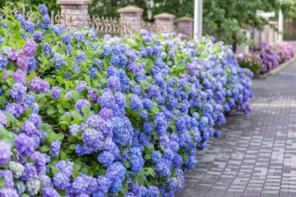 Hydrangea Landscaping in Cleveland
