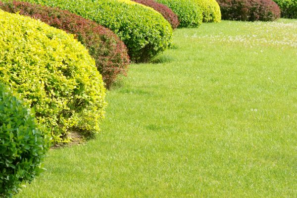 Shrubbery Planting in Cleveland