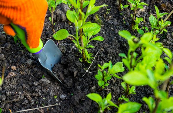Hydrangea Planting in Cleveland