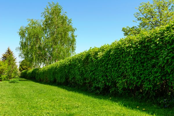 Hedge Replacement in Cleveland