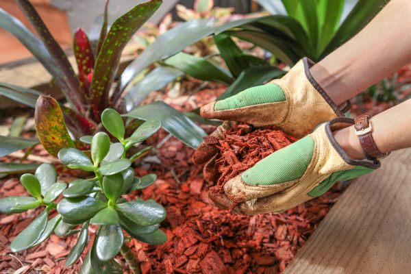 Cedar Mulch Installation in Cleveland