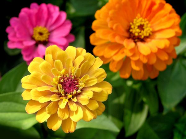 Zinnia Planting in Cleveland