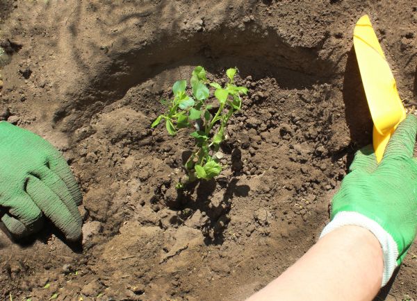 Rose Bush Planting in Cleveland