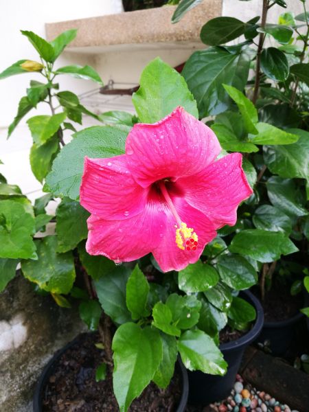 Hibiscus Planting in Cleveland