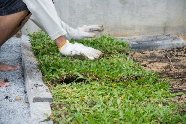 Ground Cover Planting in Cleveland