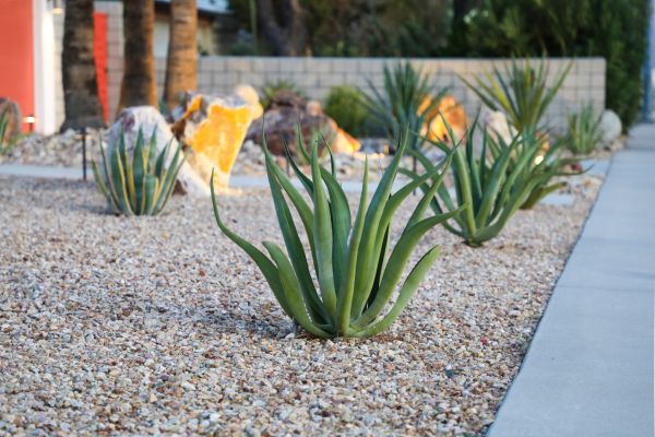 Drought Resistant Landscaping in Cleveland