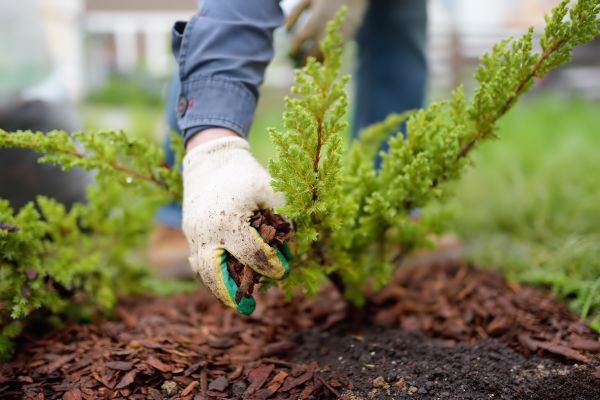 Church Mulching in Cleveland