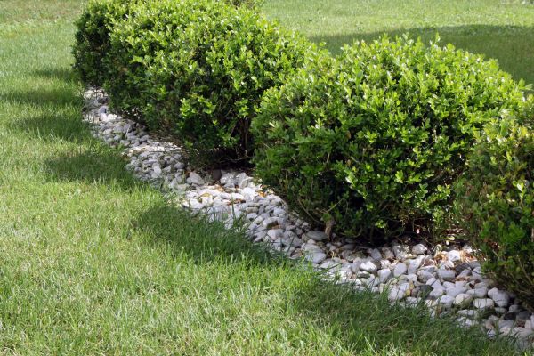 Boxwood Planting in Cleveland